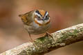 Rufous-throated Fulvetta Schoeniparus rufogularis major