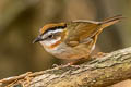 Rufous-throated Fulvetta Schoeniparus rufogularis major