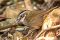 Rufous-throated Fulvetta Schoeniparus rufogularis major