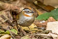 Rufous-throated Fulvetta Schoeniparus rufogularis major