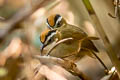 Rufous-throated Fulvetta Schoeniparus rufogularis major