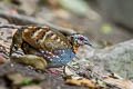 Rufous-throated Partridge Arborophila rufogularis tickelli