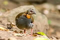 Rufous-throated Partridge Arborophila rufogularis tickelli