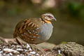 Rufous-throated Partridge Arborophila rufogularis tickelli