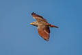 Rufous-winged Buzzard Butastur liventer