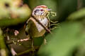 Rufous-winged Schoeniparus  castaneceps castaneceps