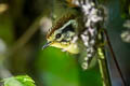 Rufous-winged Schoeniparus  castaneceps castaneceps
