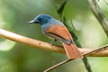 Rufous-winged Philentoma Philentoma pyrhoptera pyrhoptera