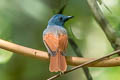 Rufous-winged Philentoma Philentoma pyrhoptera pyrhoptera