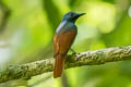 Rufous-winged Philentoma Philentoma pyrhoptera pyrhoptera