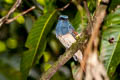 Rufous-winged Philentoma Philentoma pyrhoptera pyrhoptera