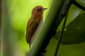 Rufous Piculet Sasia abnormis abnormis