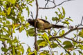 Rufous Treepie Dendrocitta vagabunda saturator