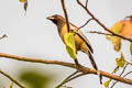 Rufous Treepie Dendrocitta vagabunda saturator