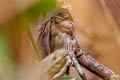 Russet Bush Warbler Locustella mandelli mandelli 