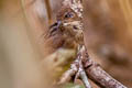 Russet Bush Warbler Locustella mandelli mandelli 