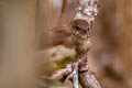 Russet Bush Warbler Locustella mandelli mandelli 