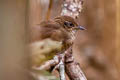 Russet Bush Warbler Locustella mandelli mandelli 