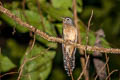 Rusty-breasted Cuckoo Cacomantis sepulcralis sepulcralis