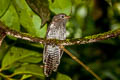 Rusty-breasted Cuckoo Cacomantis sepulcralis sepulcralis