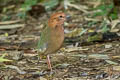 Rusty-naped Pitta Hydrornis oatesi oatesi