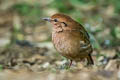 Rusty-naped Pitta Hydrornis oatesi oatesi