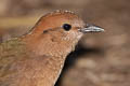 Rusty-naped Pitta Hydrornis oatesi oatesi