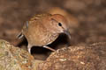 Rusty-naped Pitta Hydrornis oatesi oatesi