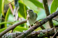 Sakhalin Leaf Warbler Phylloscopus borealoides