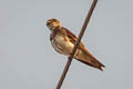 Sand Martin Riparia riparia ijimae (Bank Swallow)