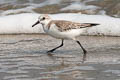 Sanderling Calidris alba alba