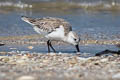 Sanderling Calidris alba alba