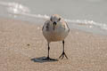 Sanderling Calidris alba alba