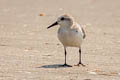 Sanderling Calidris alba alba