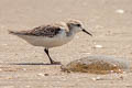 Sanderling Calidris alba alba