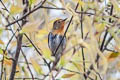 Sapphire Flycatcher Ficedula sapphira laotiana