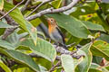 Sapphire Flycatcher Ficedula sapphira laotiana