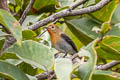 Sapphire Flycatcher Ficedula sapphira laotiana