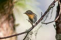 Sapphire Flycatcher Ficedula sapphira laotiana