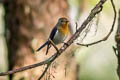 Sapphire Flycatcher Ficedula sapphira laotiana