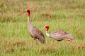 Sarus Crane Antigone antigone sharpii