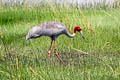 Sarus Crane Antigone antigone sharpii