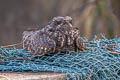 Savanna Nightjar Caprimulgus affinis monticolus