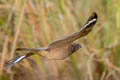 Savanna Nightjar Caprimulgus affinis monticolus