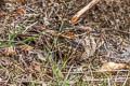 Savanna Nightjar Caprimulgus affinis monticolus