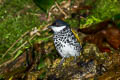 Scaly-breasted Bulbul Ixodia squamata weberi