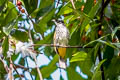 Scaly-breasted Bulbul Ixodia squamata weberi