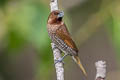 Scaly-breasted Munia Lonchura punctulata topela