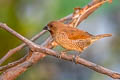 Scaly-breasted Munia Lonchura punctulata topela