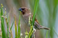 Scaly-breasted Munia Lonchura punctulata topela